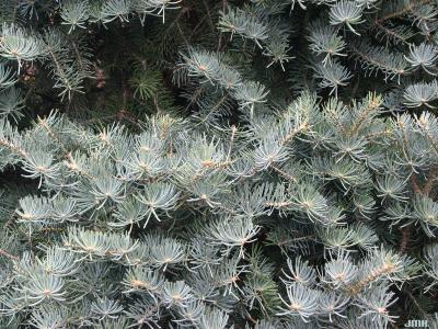 Abies concolor ‘Compacta’ (Compact white fir), leaves