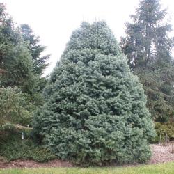 Abies concolor ‘Compacta’ (Compact white fir), growth habit, evergreen tree form