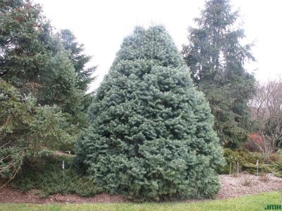 Abies concolor ‘Compacta’ (Compact white fir), growth habit, evergreen tree form