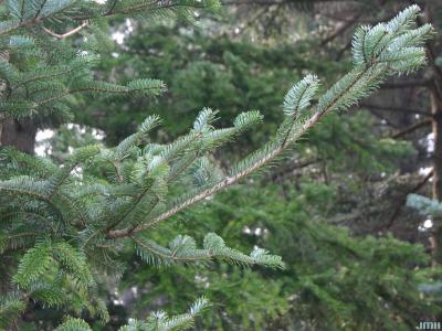 Abies chensiensis Van Tiegh. (Shensi fir), branch