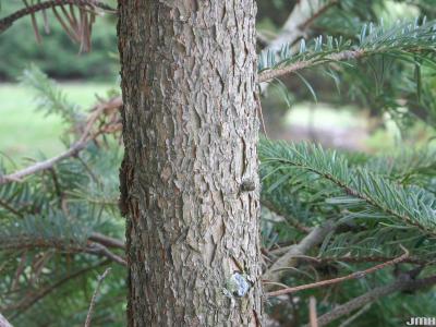 Abies chensiensis Van Tiegh. (Shensi fir), bark