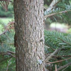 Abies chensiensis Van Tiegh. (Shensi fir), bark