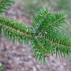 Abies chensiensis Van Tiegh. (Shensi fir), leaves