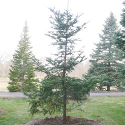 Abies chensiensis Van Tiegh. (Shensi fir), growth habit, evergreen tree form