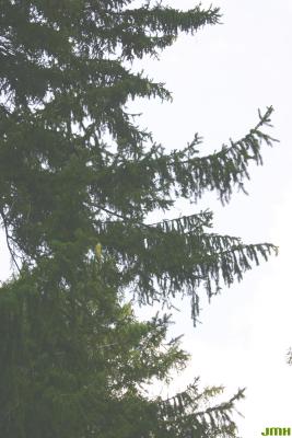 Picea abies (L.) Karsten (Norway spruce), branches