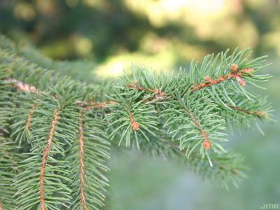 Picea abies (L.) Karsten (Norway spruce), leaves