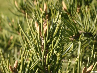 Pinus edulis Engelm. (pinyon pine), leaves