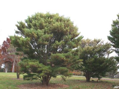 Pinus densiflora ‘Umbraculifera’ (tanyosho pine), growth habit, evergreen tree form