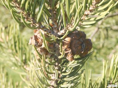 Pinus edulis Engelm. (pinyon pine), leaves and cone