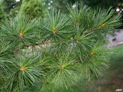 Pinus cembra L. (Swiss stone pine), leaves