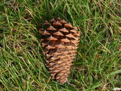 Pinus jeffreyi Balfour ex Murr. (Jeffrey pine), cone on ground