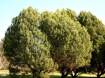 Pinus mugo Turra (mugo pine), growth habit, evergreen tree form