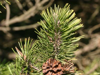 Pinus mugo Turra (mugo pine), leaves