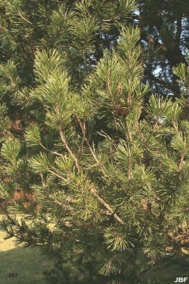 Pinus mugo Turra (mugo pine), branches