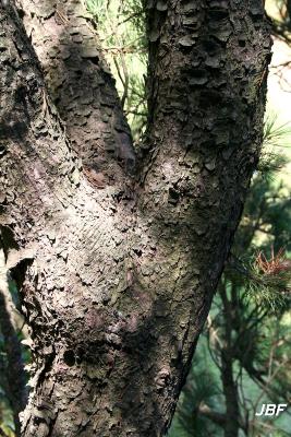Pinus mugo Turra (mugo pine), bark