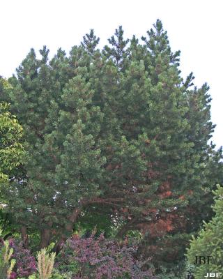 Pinus mugo ‘Gnom’ (Gnom mugo pine), growth habit, evergreen tree form