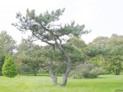 Pinus nigra Arnold (Austrian pine), growth habit, evergreen tree form