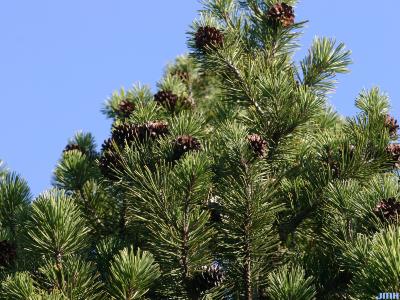 Pinus mugo Turra (mugo pine), branches at top with cones