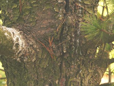 Pinus peuce Grisebach (Balkan pine), bark