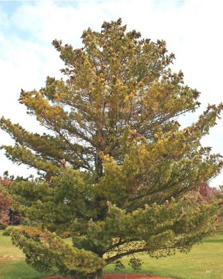 Pinus peuce Grisebach (Balkan pine), growth habit, evergreen tree form