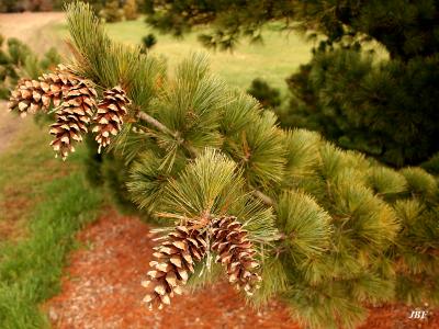 Pinus peuce Grisebach (Balkan pine), branch with cones