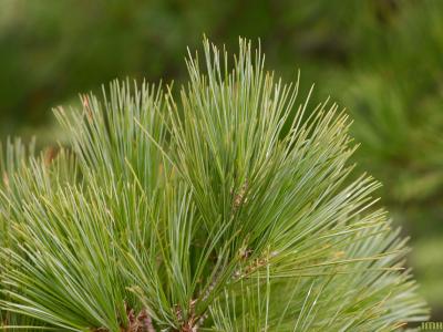 Pinus peuce Grisebach (Balkan pine), leaves