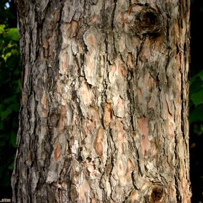 Pinus resinosa Ait. (red pine), bark