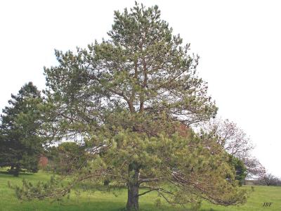 Pinus sylvestris L. (Scots pine), growth habit, evergreen tree form