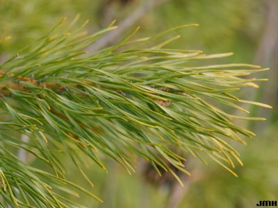 Pinus sylvestris L. (Scots pine), leaves