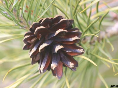 Pinus sylvestris L. (Scots pine), cone