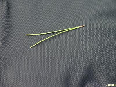 Pinus sylvestris L. (Scots pine), needle configuration