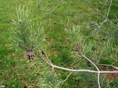 Pinus sylvestris L. (Scots pine),  branch