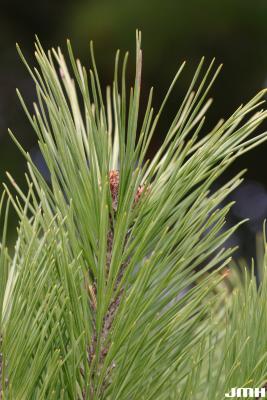 Pinus sylvestris L. (Scots pine), leaves