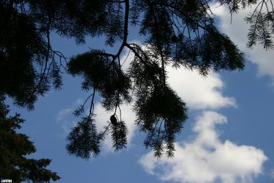 Pseudotsuga menziesii var. glauca (Beissn.) Franco (Douglas-fir), branches