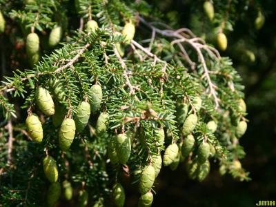 Tsuga canadensis (L.) Carr. (eastern hemlock), branch with young cones