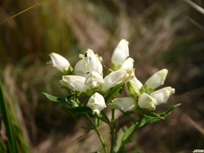 Chelone glabra L. (white turtle-head), flowers