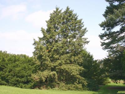 Tsuga canadensis (L.) Carr. (eastern hemlock), growth habit, evergreen tree form