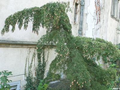 Tsuga caroliniana Engelm. (Carolina hemlock), branches