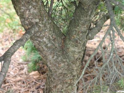 Pseudotsuga menziesii ‘Compacta’ (Compact Douglas-fir), bark