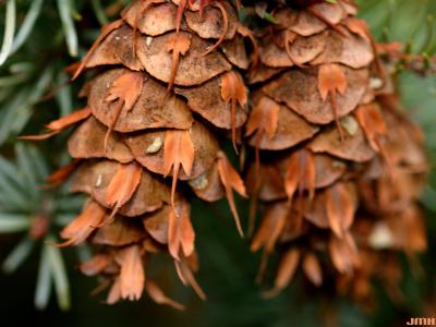 Pseudotsuga menziesii var. glauca (Beissn.) Franco (Douglas-fir), close-up of cones