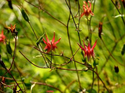 Aquilegia canadensis L. (columbine), flowers