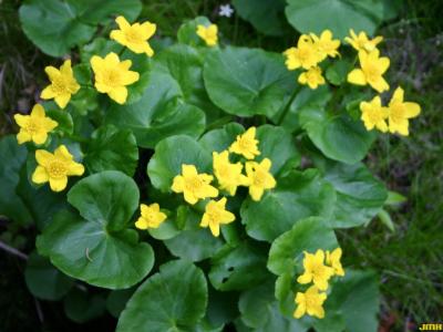 Caltha palustris L. (yellow marsh marigold), flowers and leaves