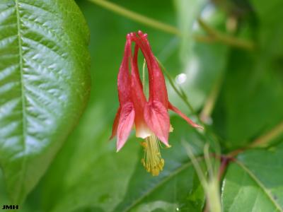 Aquilegia canadensis L. (columbine), flower