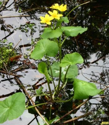 Caltha palustris L. (yellow marsh marigold), flowers and leaves, habitat