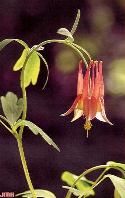 Aquilegia canadensis L. (columbine), flower and leaves