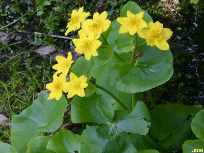 Caltha palustris L. (yellow marsh marigold), flowers and leaves