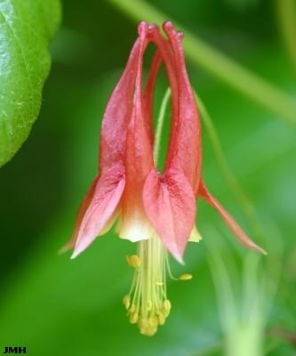 Aquilegia canadensis L. (columbine), close-up of flower