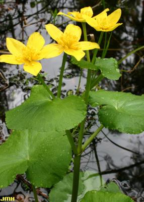 Caltha palustris L. (yellow marsh marigold), habitat
