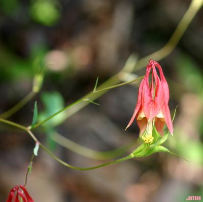 Aquilegia canadensis L. (columbine), flower