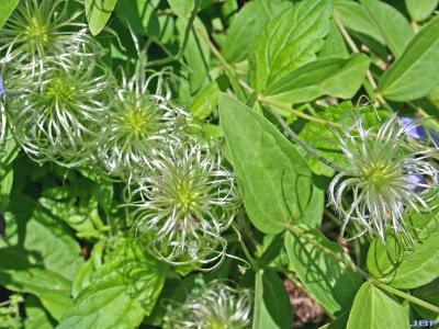 Clematis integrifolia L. (solitary clematis), fruit